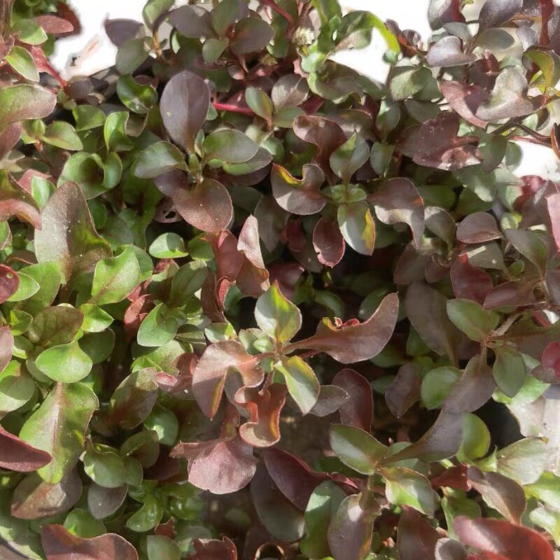 锦绣苋新鲜红西洋 红木耳菜 锦绣苋 台湾枸杞菜 旱地西洋菜中药材