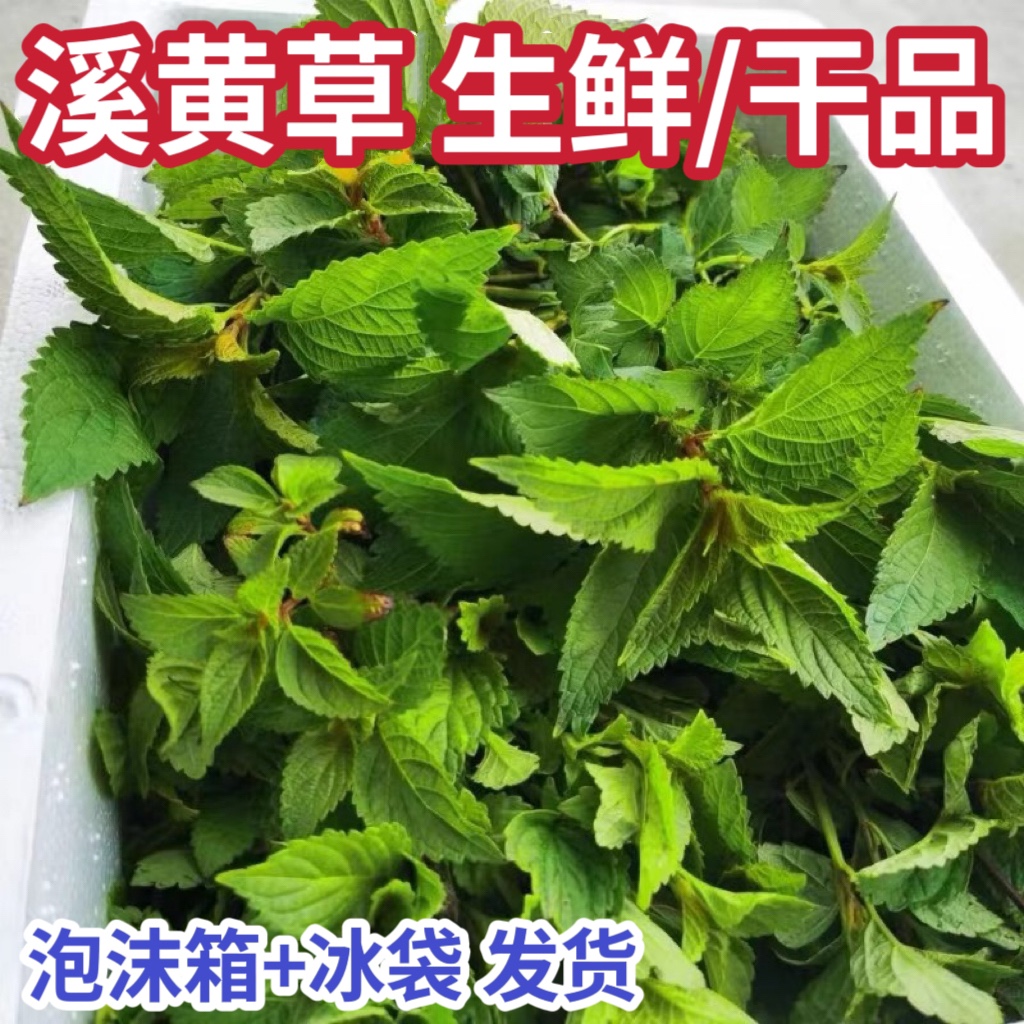 溪黄草新鲜溪王草现摘溪沟草现发清热益肝茶熊胆草去湿热煲汤煮汤