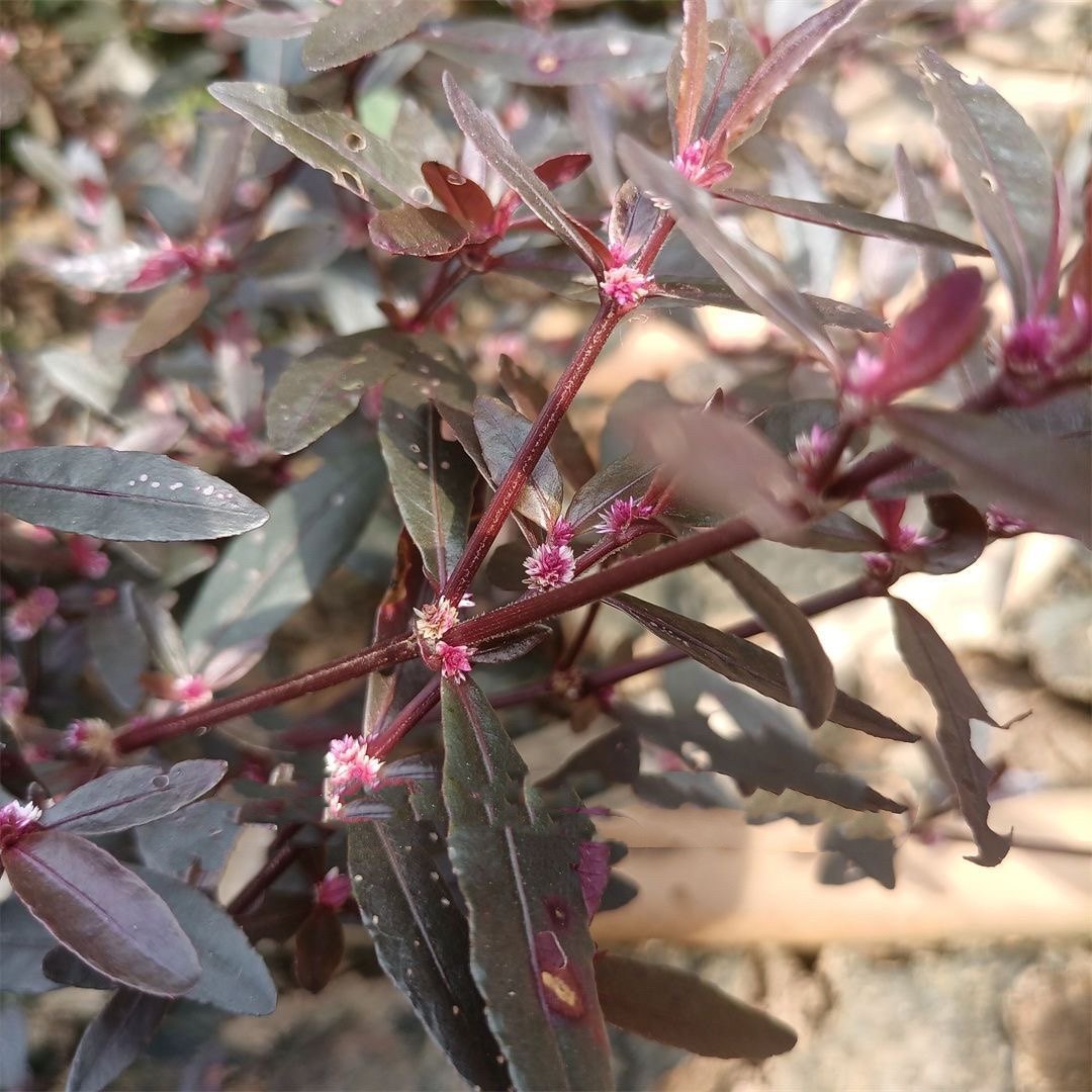 护心草新鲜红田乌红莲子草田边草红节节草红棕草五色草整棵包邮