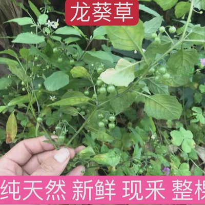 龙葵草新鲜白花菜乌疔草七粒扣乌点规黑豆豆黑茄子苦葵天茄子