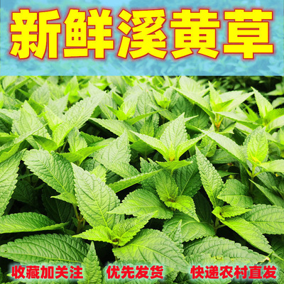 新鲜溪黄草中药益肝茶山羊面熊胆草溪沟草血风黄汁草护肝祛湿茶