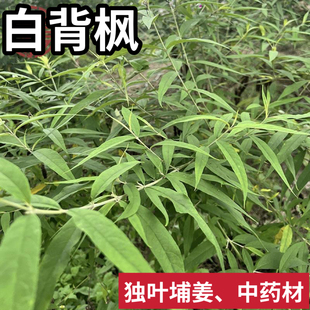 白背枫新鲜驳骨丹独叶埔姜白鱼号白花洋泡白埔姜中药材