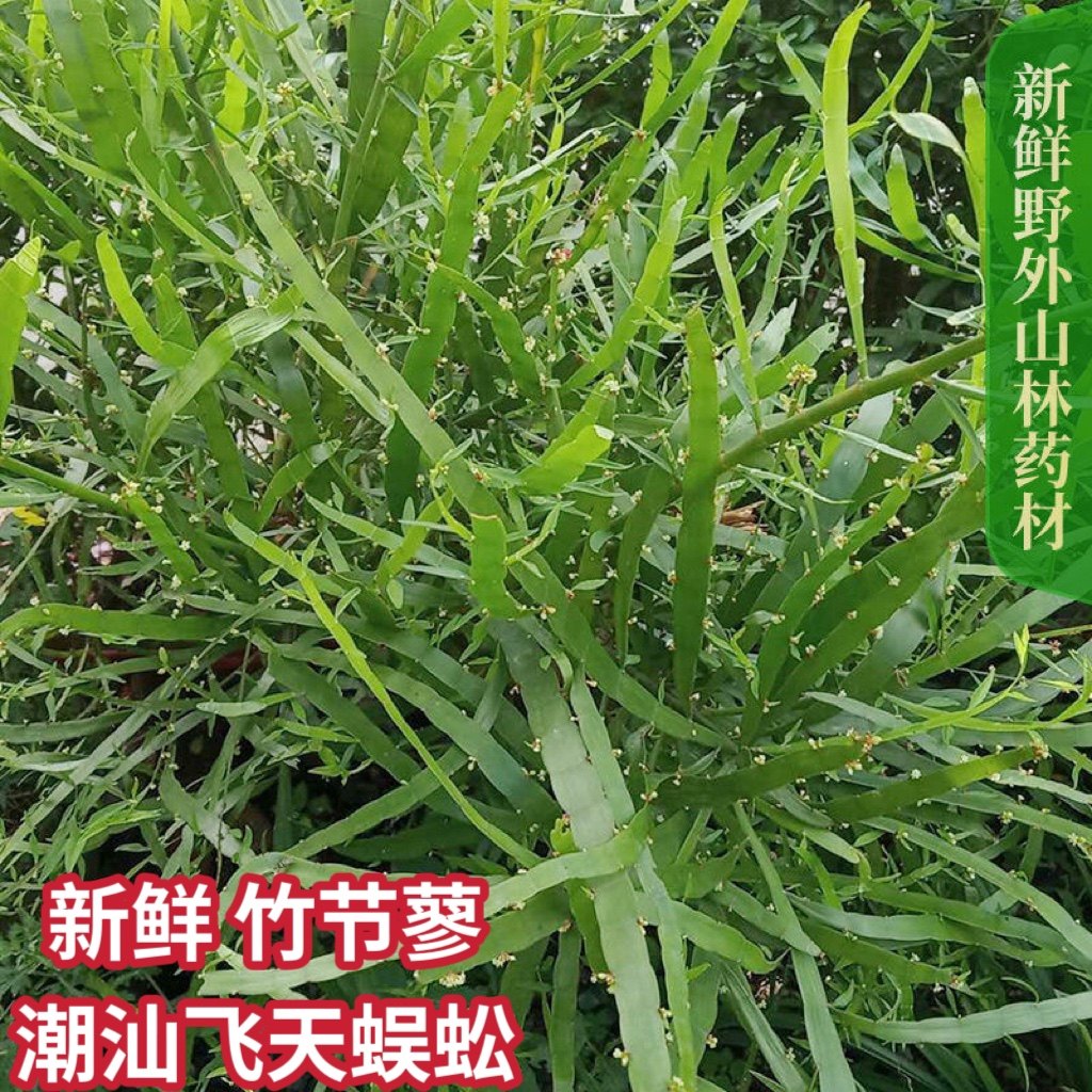 竹节蓼新鲜 飞天蜈蚣草潮汕草药百足草 蜈蚣竹 扁竹蓼 扁叶蓼包邮