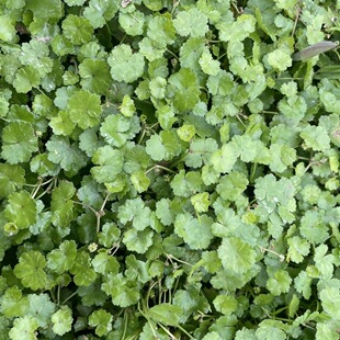 土地锦新鲜天胡荽遍地锦破铜钱满天星潮汕铺地锦鱼鳞草钱站干