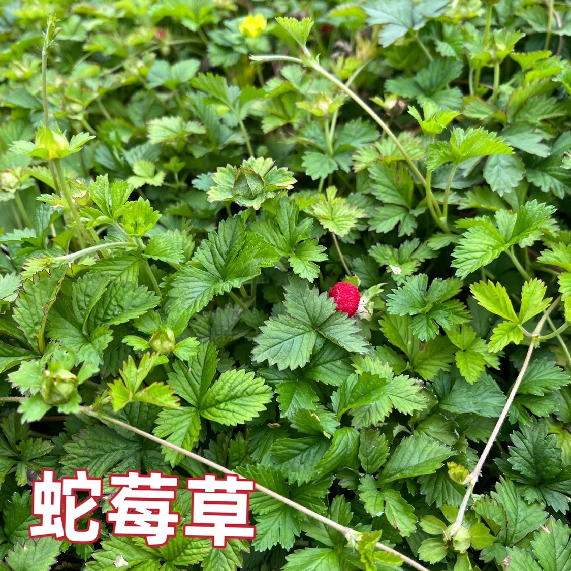 蛇莓草新鲜天然和尚头坡草现采龙吐珠三爪风潮汕倒地枚中草药包邮,传统滋补营养品,其他药食同源食品,淘宝优惠券,粉丝福利购,淘宝优惠卷