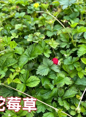 蛇莓草新鲜天然和尚头坡草现采龙吐珠三爪风潮汕倒地枚中草药包邮