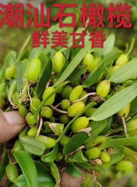 石橄榄草单叶小果新鲜石仙桃果煲汤材料炖汤深山现发现摘500g包邮