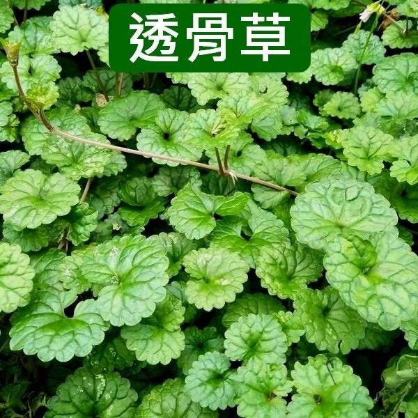 透骨草透骨消新鲜中草药材 连钱草 满山香乳香藤遍地香包邮