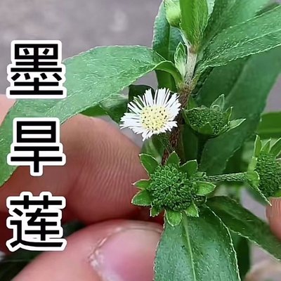 墨旱莲草新鲜乌田草旱莲草莲子草墨水草乌心草鳢肠金陵草旱莲子