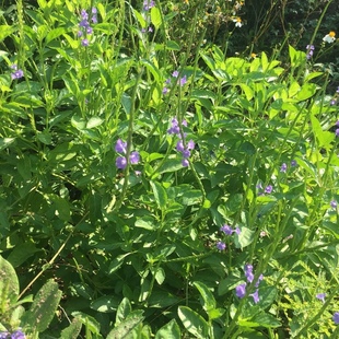 玉龙鞭 新鲜现采 潮汕蛇尾草假马鞭大兰草万能草玉郎鞭中草药包邮