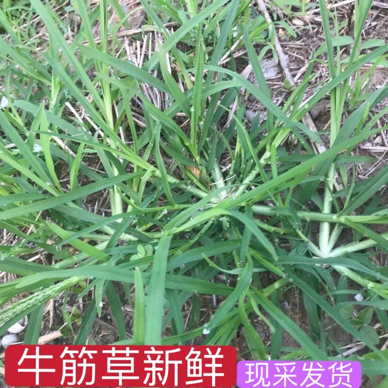 牛筋草新鲜千千踏蟋蟀草老牛拽潮汕牛顿草忝仔千金草中草药材