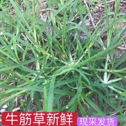 中草药材潮汕牛筋草牛顿草