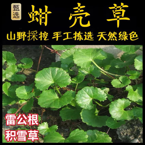 蚶壳草新鲜积雪草雷公根潮汕鼎感草鼎盖草马蹄草崩大碗灯盏草