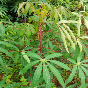 新鲜木薯叶 南洋薯叶 木番薯叶  野生树薯叶现摘包邮