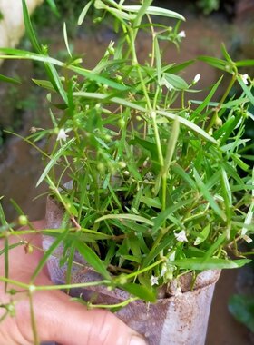 白花蛇舌草苗 半枝莲苗  半支莲种植苗  潮汕四方枝仔苗 中草药