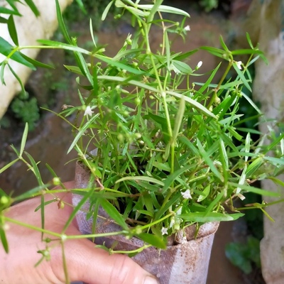 白花蛇舌草苗 半枝莲苗  半支莲种植苗  潮汕四方枝仔苗 中草药