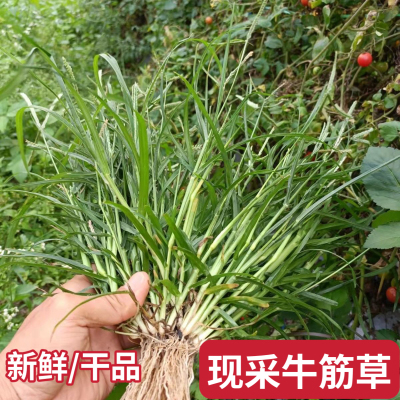 牛筋草新鲜牛栏草 千千踏 蟋蟀草老牛拽 忝仔草 千金草潮汕牛顿草