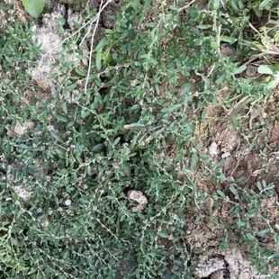 萹蓄草天然新鲜扁蓄鸟蓼扁竹竹节草猪牙草道生草萹蔓把中草药