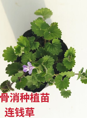 透骨消苗连钱草种植苗活血丹金钱薄荷盆栽小苗室内阳台植物藤蔓