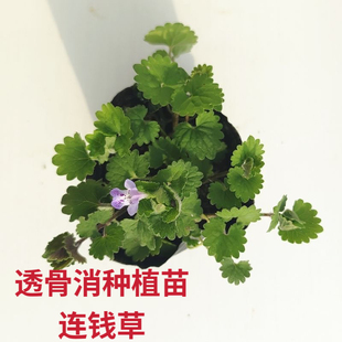 透骨消苗连钱草种植苗活血丹金钱薄荷盆栽小苗室内阳台植物藤蔓