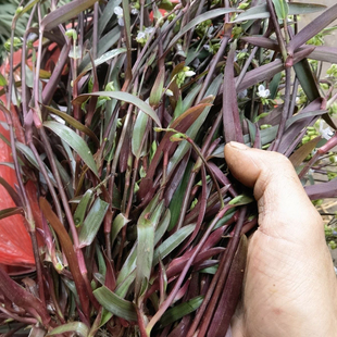 红骨痰火草新鲜紫叶化核草小叶痰火草红化淋巴红化核草中药材