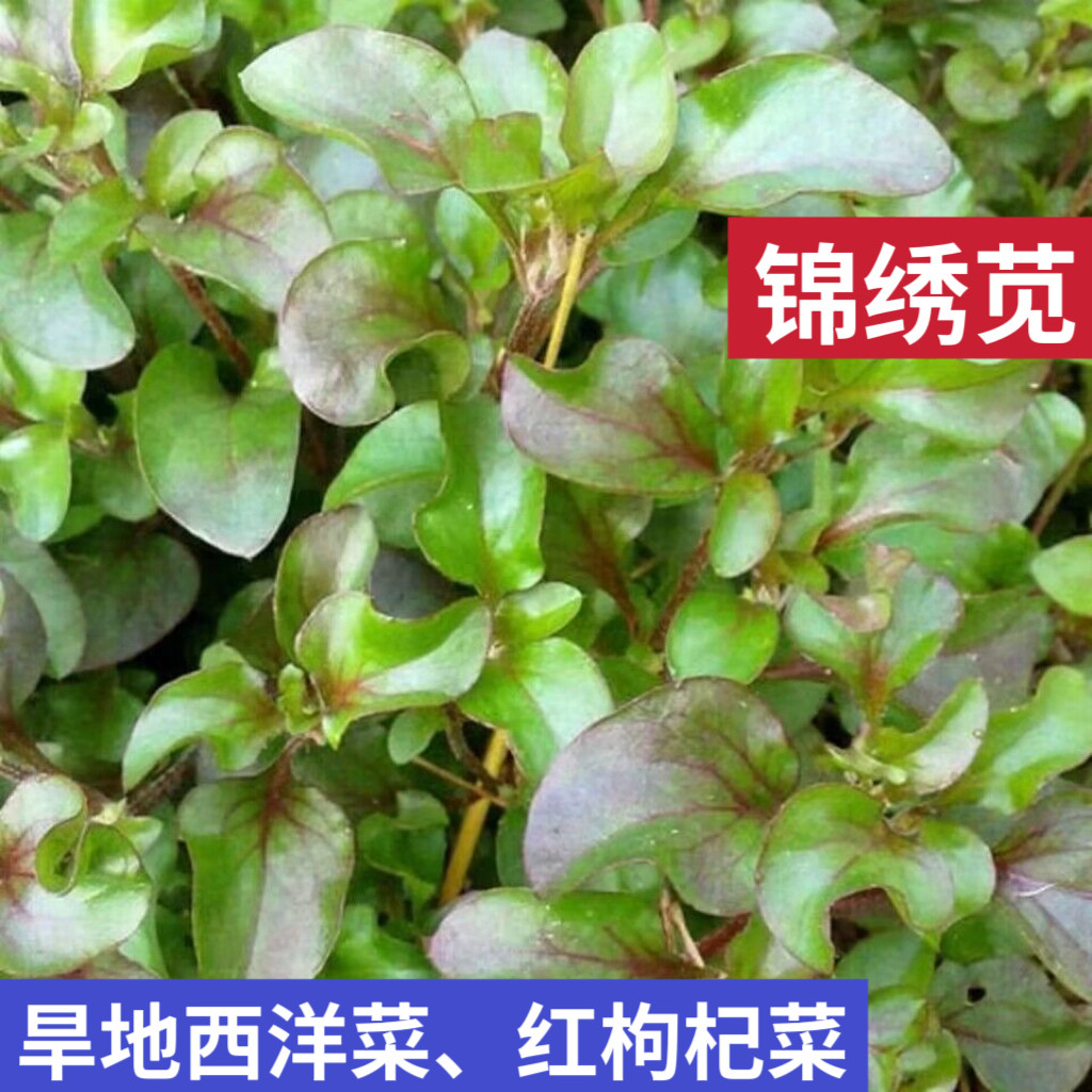 红草锦绣苋五色草红节节草红狗肝菜台湾红枸杞菜锦绣苋旱地西洋菜
