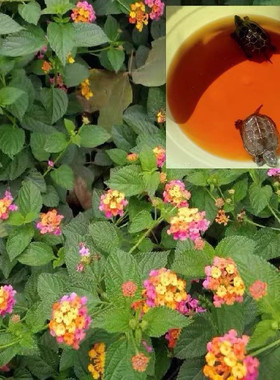五色花养龟龙眼叶鬼针草免煮治疗乌龟腐皮腐甲白眼调节水质