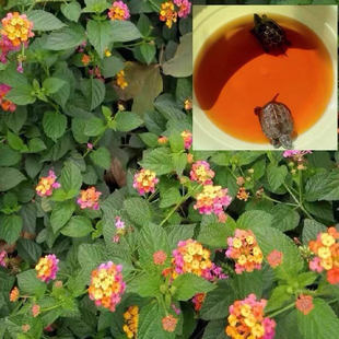 五色花养龟龙眼叶鬼针草免煮治疗乌龟腐皮腐甲白眼调节水质