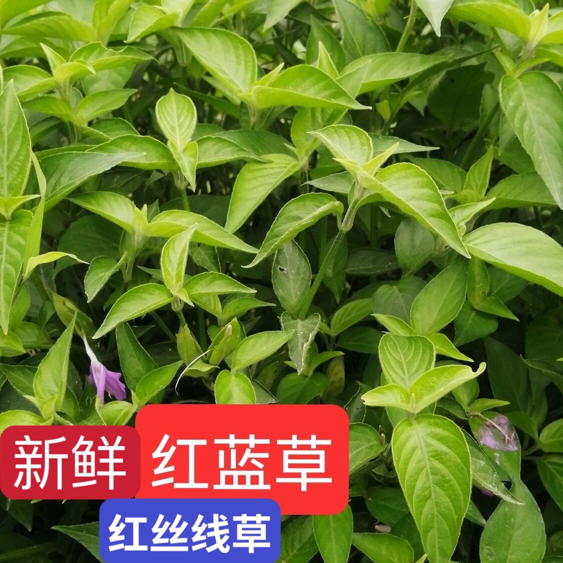 红蓝草新鲜 紫蓝草 五色糯米饭紫色植物染料五彩饭广东红丝线包邮