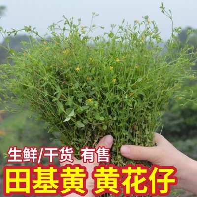 田基黄新鲜地耳草潮汕黄花仔黄花草雀舌草田基王黄金草中草药包邮