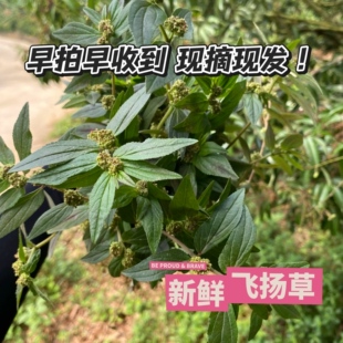 新鲜野外飞扬草 大飞扬节节花 通少乳白乳汁草中草药现采肤痒洗澡