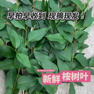 新鲜桉树叶 中草药材桉树叶 大叶桉树叶 现摘新鲜品 泡澡湿痒野生