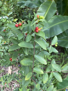 新鲜野生了哥王现挖新鲜地棉根山豆了九信草全草了哥王根广东包邮
