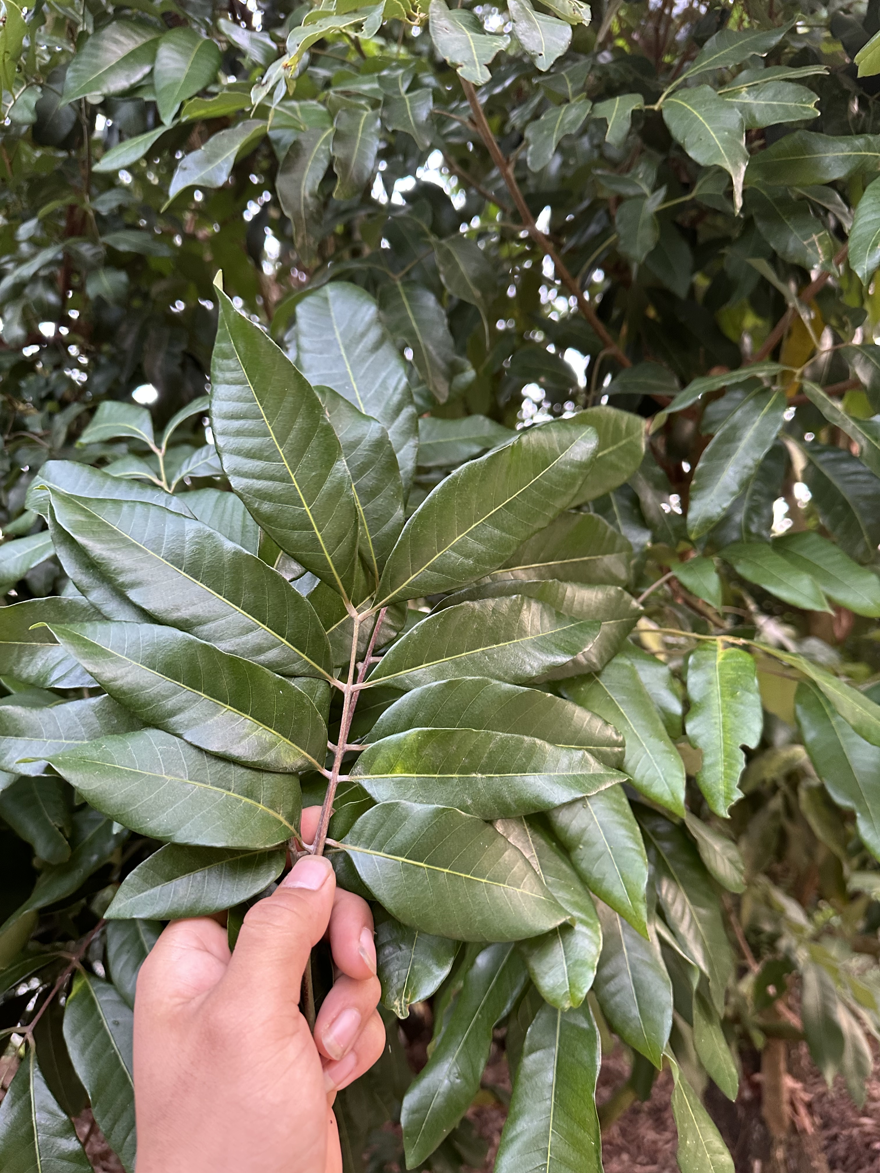 新鲜龙眼叶养龟乌龟缸造景装饰沉木无晒干广东茂名龙眼叶子桂圆叶图片