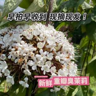 新鲜现采 臭牡丹 矮桐子 臭梧桐 中草药材枝叶种起来斯文好看