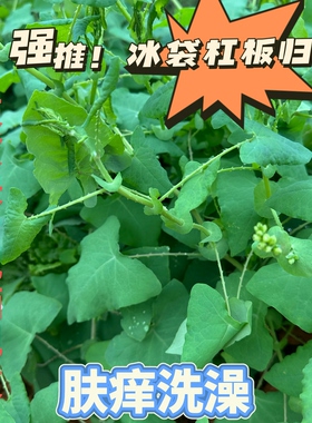 杠板归中草药 蛇不过河白草蛇倒退犁头刺扛板归毛猫爪刺湿痒 洗澡