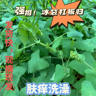 杠板归中草药 蛇不过河白草蛇倒退犁头刺扛板归毛猫爪刺湿痒 洗澡