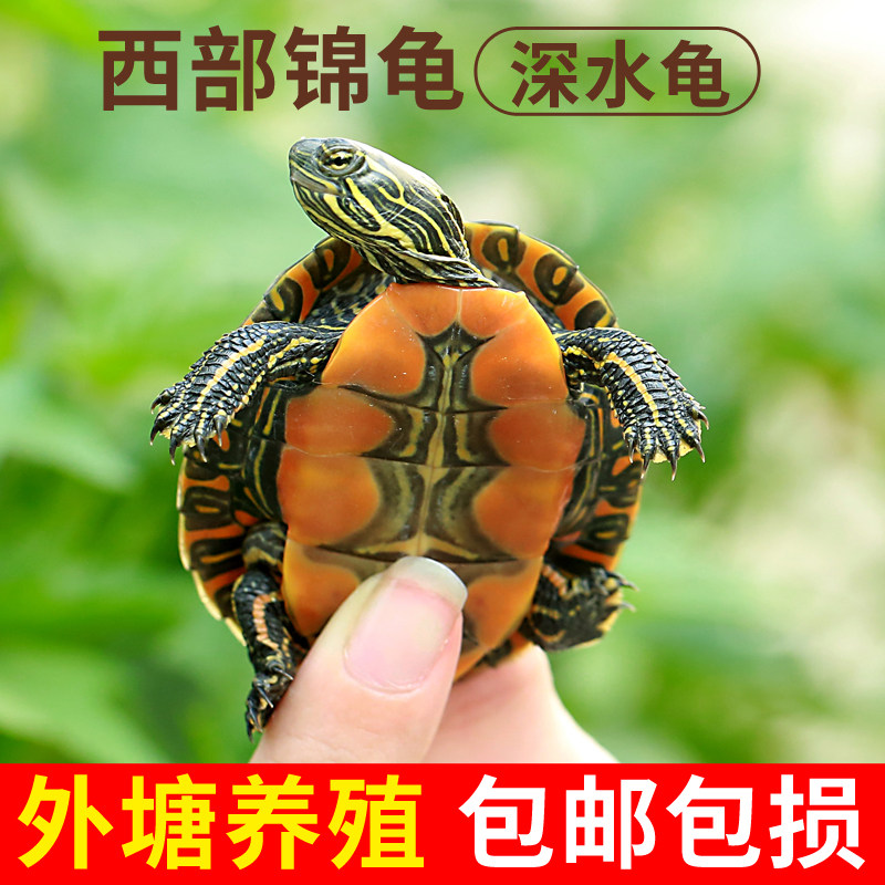 深水西部锦龟红腹西锦龟苗家养活体招财宠物龟观赏小乌龟