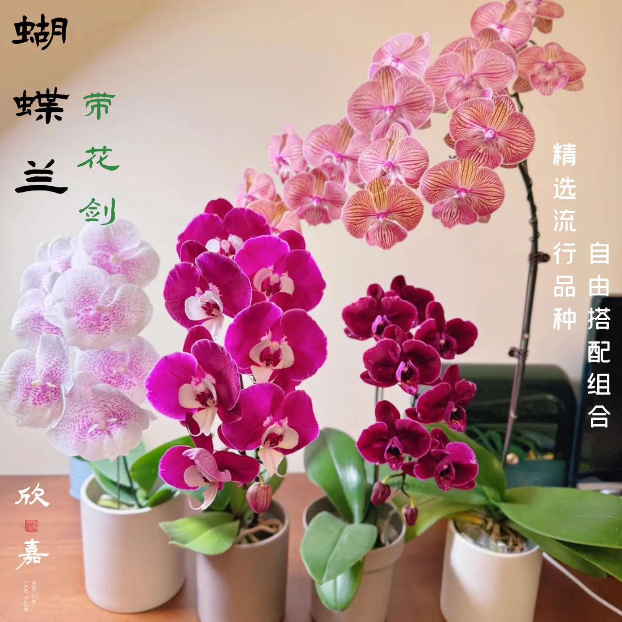 蝴蝶兰成品带花剑花苞新品组合室内客厅门店四季好养绿植盆栽花卉