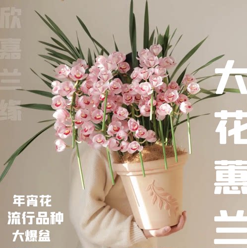 精品大花蕙兰年宵花爆盆带花浓香