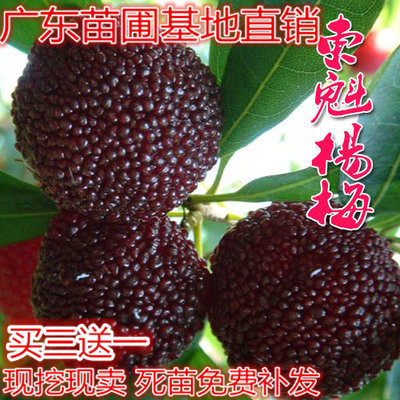 嫁接东魁杨梅树苗耐寒南方北方种植果树苗包成活当年结果杨梅苗|ruв категории доставка цветов/цветок моделирования/растения садоводства, садовое растение/даосское дерево/фруктовых деревьев, фруктовых деревьев - от Buy2taobao.com для оказания профессиональной услуги покупки агента Taobao