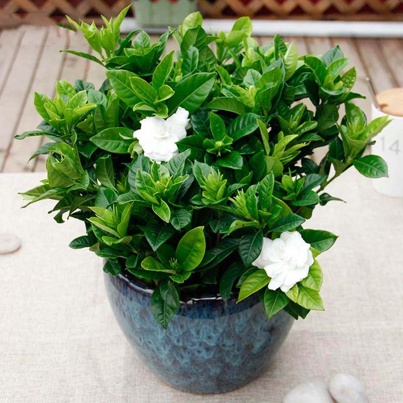 栀子花盆栽庭院小型植物阳台客厅窗台桌面上四季开花观花净化空气