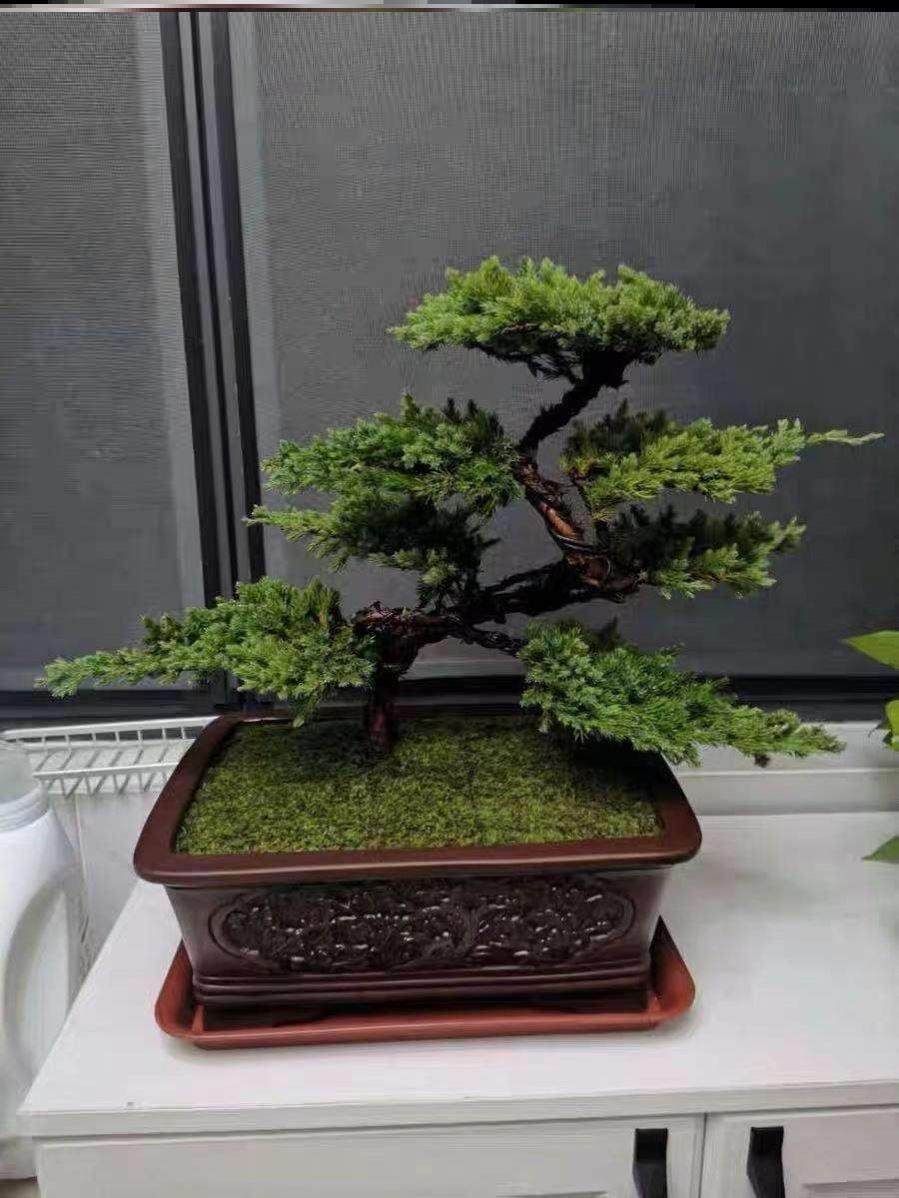 迎客松盆景真树造型盆栽松树地柏苗耐寒办公室内庭院景观四季常青