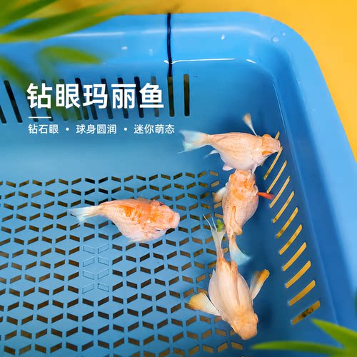 精品 爆推新品Molly钻石眼玛丽鱼越系瓷白玛丽燕尾活鱼观赏鱼