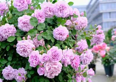 福利蓝色阴雨中苗浓香藤本月季花苗阳台爬藤