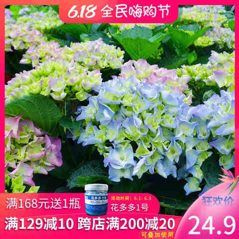 梦幻蓝色妈妈含羞叶绣球带花苞庭院阳台花园红色老枝开花大花好养