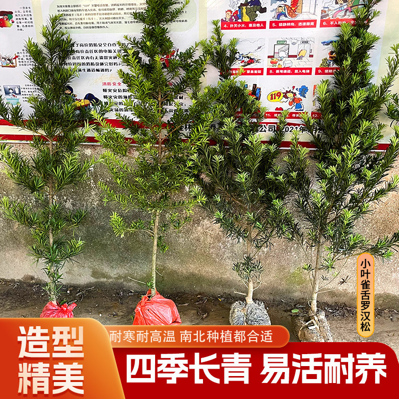 雀舌罗汉松庭院吸甲醛自产自销