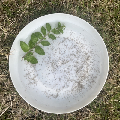 翘嘴鱼水花鱼苗大品种优质路亚鱼白刁鱼养殖大翘壳鲌白鱼淡水养殖