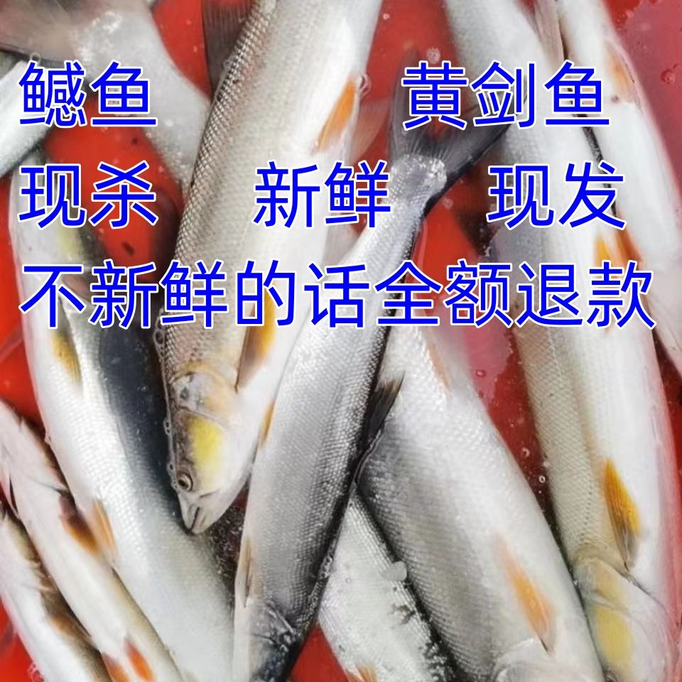 鳡鱼水老虎黄钻大口杆铜头鱼淡水鱼现杀正宗黄剑鱼餐馆食堂 宠物/宠物食品及用品 鱼 原图主图