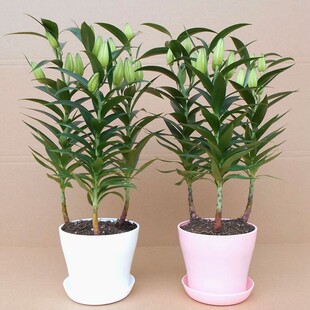 【带芽发货】香水百合种球花卉花苗植物四季开花好活易活重瓣绿植